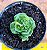 Crassula susannae - Imagem 4
