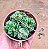 Crassula susannae - Imagem 8