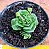 Crassula susannae - Imagem 1