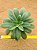 Sedum palmeri (folhas largas) - Imagem 1