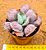 Echeveria linguas - Imagem 2