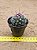 Ferocactus hamatacanthus - Imagem 3
