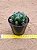 Gymnocalycium multiproliferum - Imagem 2