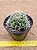 Mammillaria decipiens  var camptotricha - Imagem 2