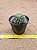 Mammillaria decipiens  var camptotricha - Imagem 3