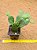 Opuntia brasiliensis - Imagem 2