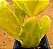 Opuntia brasiliensis - Imagem 2