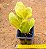 Opuntia brasiliensis - Imagem 1