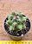 Thelocactus flavus - Imagem 1