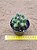 Thelocactus flavus - Imagem 2