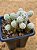 Mammillaria gracilis - Imagem 2