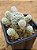 Mammillaria gracilis - Imagem 3
