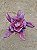 Echeveria diamond state - Imagem 5