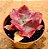 Echeveria diamond state - Imagem 2