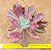 Echeveria diamond state - Imagem 1