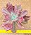 Echeveria diamond state - Imagem 6