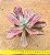 Echeveria diamond state - Imagem 4
