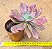 Echeveria diamond state - Imagem 3