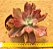 Echeveria diamond state - Imagem 2