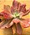 Echeveria diamond state - Imagem 5