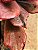 Echeveria diamond state - Imagem 5