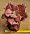 Echeveria diamond state - Imagem 1