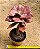 Echeveria diamond state - Imagem 2
