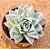 Echeveria lovely queen - Imagem 2