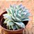 Echeveria lovely queen - Imagem 3