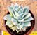 Echeveria lovely queen - Imagem 1