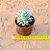 Echeveria lovely queen - Imagem 4