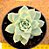 Echeveria lovely queen / boeil rose - Imagem 2