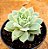 Echeveria lovely queen / boeil rose - Imagem 1