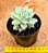 Echeveria lovely queen / boeil rose - Imagem 3