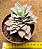Echeveria lovely queen / boeil rose - Imagem 3