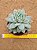Echeveria lovely queen - Imagem 1