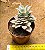 Echeveria lovely queen / boeil rose - Imagem 4