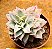 Echeveria lovely queen / boeil rose - Imagem 1