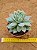 Echeveria lovely queen - Imagem 2