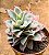Echeveria lovely queen / boeil rose - Imagem 2