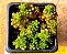 Sedum red berry - Imagem 1