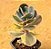 Kalanchoe blossfeldiana variegata tricolor - Imagem 1