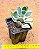 Kalanchoe blossfeldiana variegata tricolor - Imagem 2
