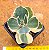 Kalanchoe blossfeldiana variegata tricolor - Imagem 3