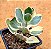 Kalanchoe blossfeldiana variegata tricolor - Imagem 1