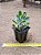 Kalanchoe blossfeldiana variegata tricolor - Imagem 2