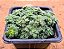 Crassula setulosa - Imagem 2