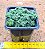 Crassula setulosa - Imagem 3