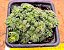 Crassula setulosa - Imagem 1