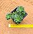 Sedum atlantis - Imagem 5